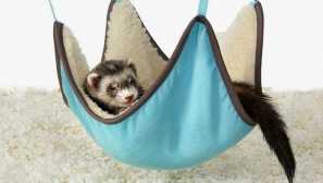 Koľko fretiek spí v lete a zime spať